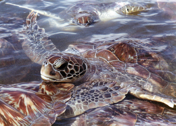 Endangered Green Turtles card cover